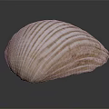 Elegant Shell Shaped Daily Life Product With Natural Texture For Home Decor