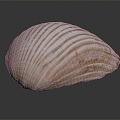 Shell Cartoon Pearl Pink Red Shell Mussel Clam Freshwater Pearl Seawater Pearl Nanyang Pearl 3d model