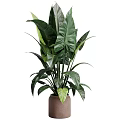 Garden Decor Featuring Lush Green Plants With Large Leaves In Ceramic Pots For Home Garden