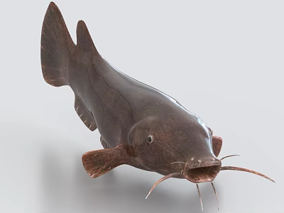 Dark Colored Catfish Aquatic Animal With Smooth Skin Prominent Whiskers And Open Mouth 3d model