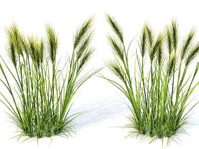 Lush Green Herbaceous Plants With Tall Blades And Natural Spikelets 3d model