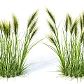 Lush Green Herbaceous Plants With Tall Blades And Natural Spikelets