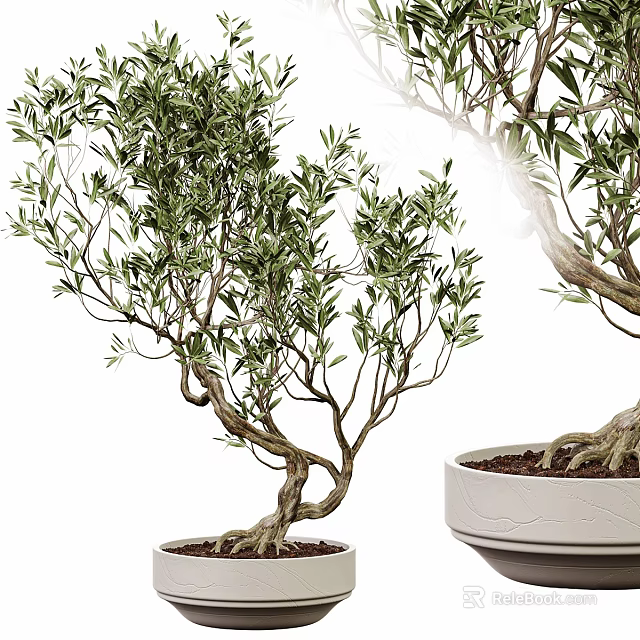 Potted Olive Bonsai Trees With Twisted Trunks Green Leaves And White Pots 3d model 