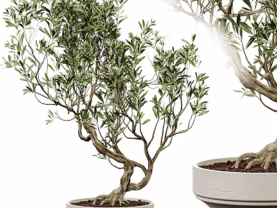 Potted Olive Bonsai Trees With Twisted Trunks Green Leaves And White Pots 3d model