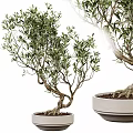Potted Olive Bonsai Trees With Twisted Trunks Green Leaves And White Pots