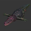 Modern Crocodile Alligator 3d model