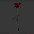 Red Rose Plant With Green Leaves And Long Stem On White Background