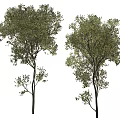 Two Arbor Trees With Lush Green Leaves And Straight Trunks Natural View