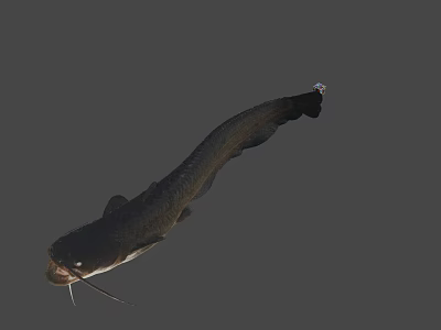 Whole Fresh Catfish with Natural Appearance and Fresh Texture for Seafood Recipes 3d model