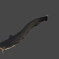 Whole Fresh Catfish with Natural Appearance and Fresh Texture for Seafood Recipes