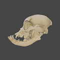 Detailed Anatomical Animal Skull Structure With Visible Teeth And Bone Features