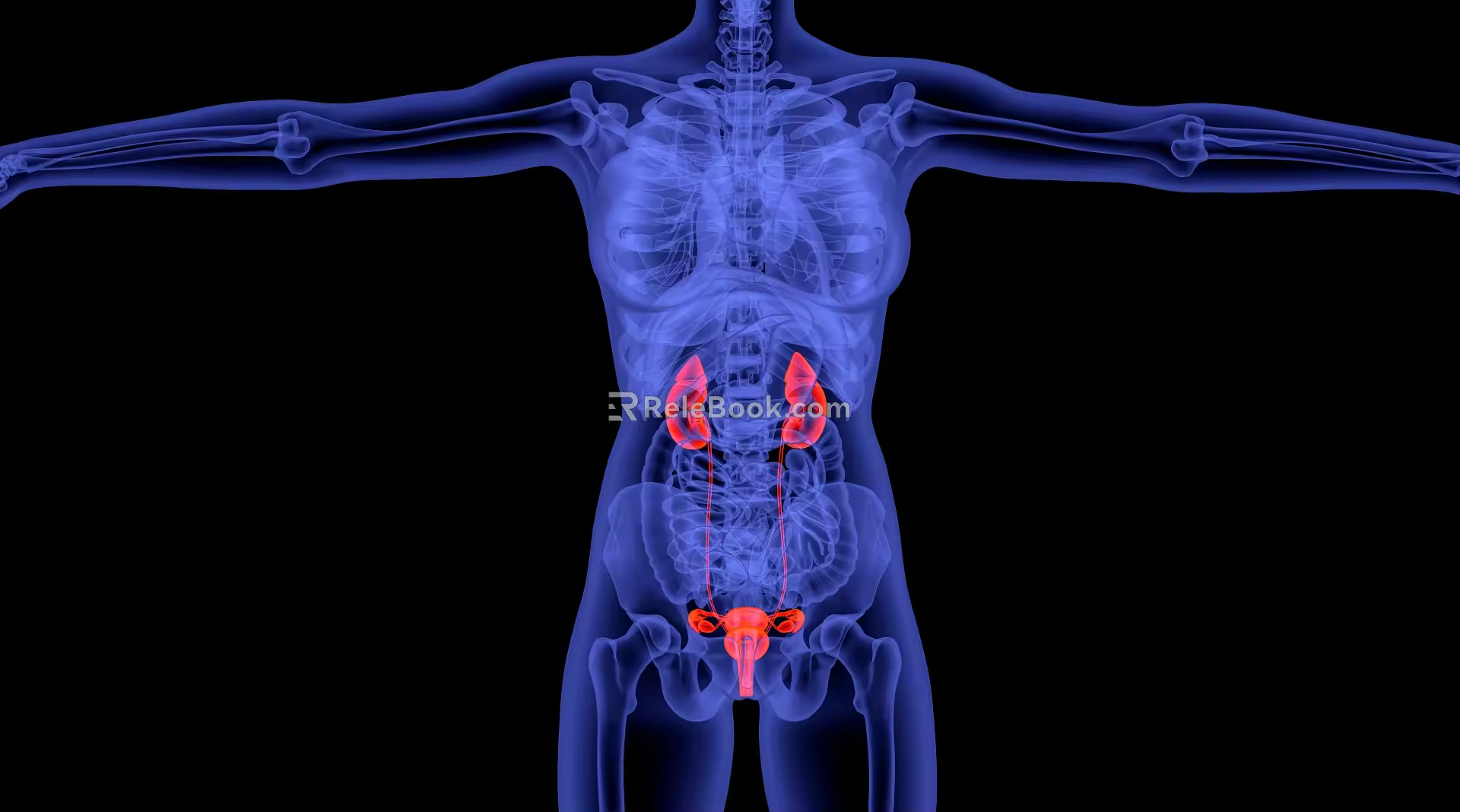 modern bladder inflammation 3d model