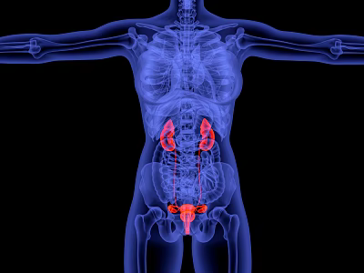 Advanced Medical Imaging Device For Human Anatomy Kidney Structure Visualization 3d model