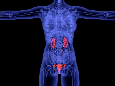 modern bladder inflammation model