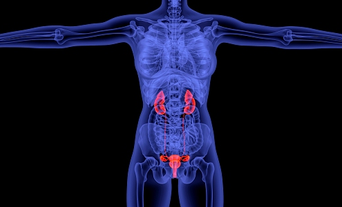 modern bladder inflammation 3d model