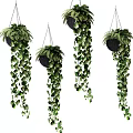 Lush Green Hanging Basket Plants With Trailing Leaves For Home Decoration