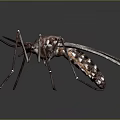 Realistic 3D Rendered Mosquito With Detailed Long Legs And Transparent Wings