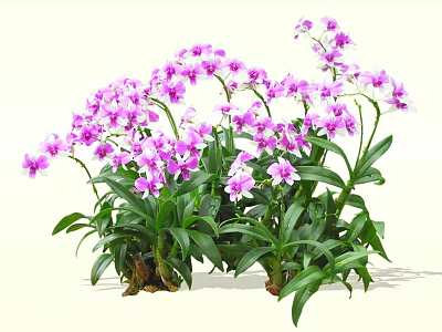 Vibrant Purple Orchid Shrub With Lush Green Leaves And Abundant Flowers 3d model