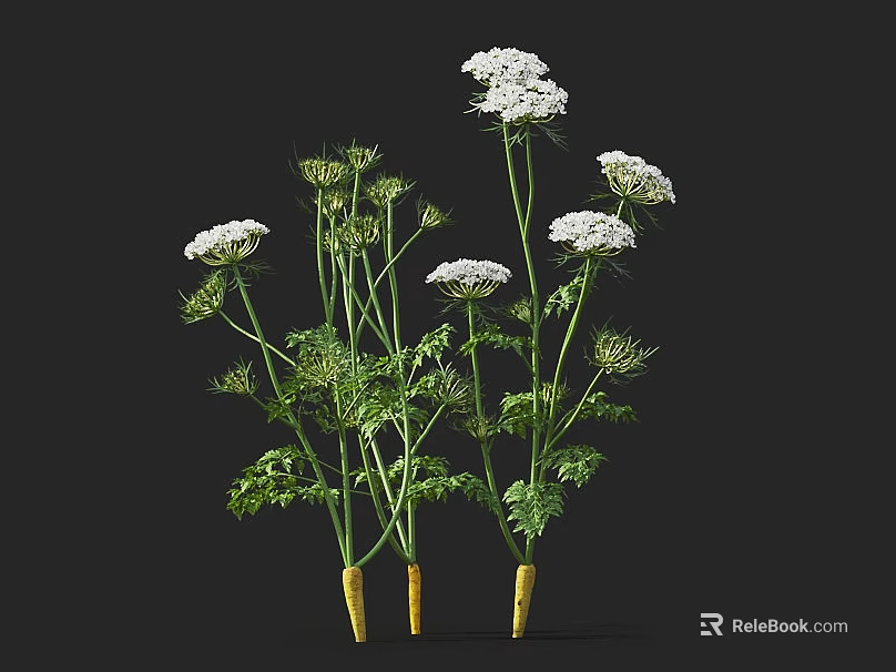 Multiple Crop Plants With White Flowers Green Stems Leaves And Yellow Roots 3d model 