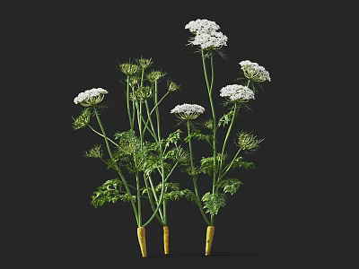 Multiple Crop Plants With White Flowers Green Stems Leaves And Yellow Roots 3d model