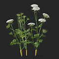 Multiple Crop Plants With White Flowers Green Stems Leaves And Yellow Roots