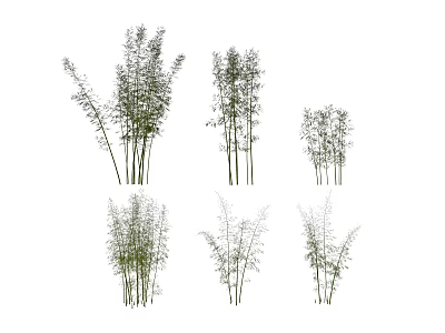 Different Bamboo Varieties in Natural Clusters With Various Heights and Lush Foliage 3d model