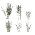 Different Bamboo Varieties in Natural Clusters With Various Heights and Lush Foliage