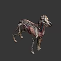 3D Anatomical Model of Dog Showing Skeleton Muscles and Internal Organs