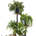 Multi Tiered Plant Stand With Various Green Indoor Plants For Home Decoration