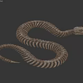 Detailed Snake Skeleton Display With Articulated Bone Structure And Coiled Body
