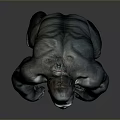 Realistic Gorilla 3D Model Sculpture With Detailed Fur And Muscular Body