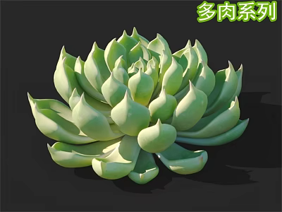 Vibrant Green Succulent Plant With Plump Leaves For Home Decoration Ideas 3d model