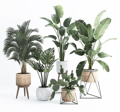 Variety of Indoor Potted Plants with Large Green Leaves Palm Cactus and Woven Geometric Planters 3d model