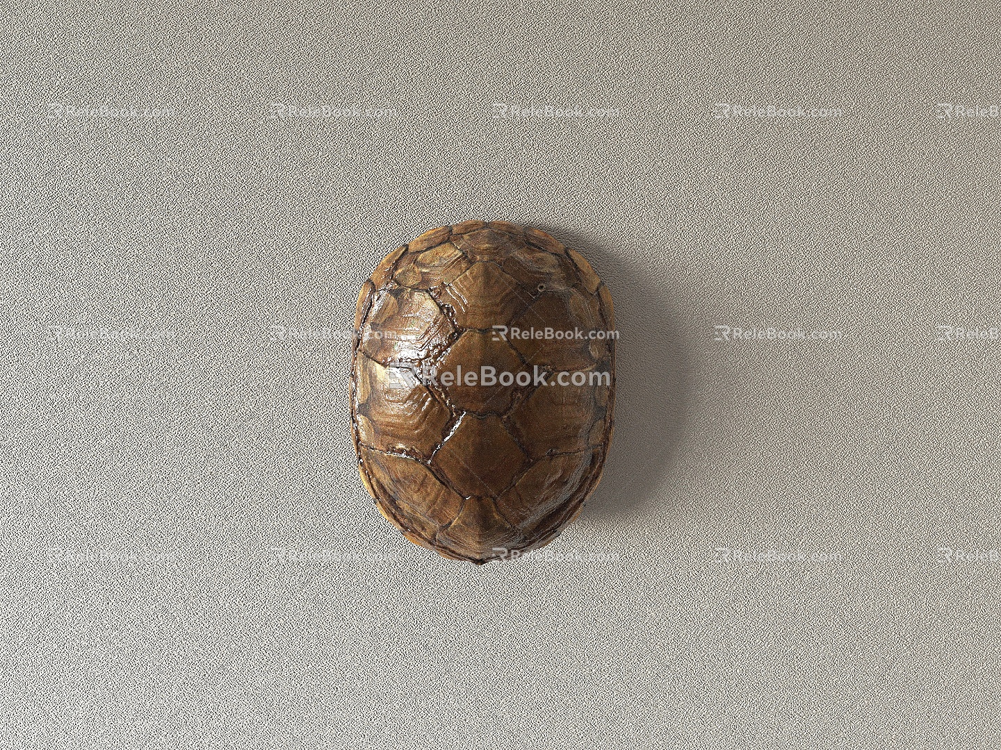 turtle shell animal turtle 3d model