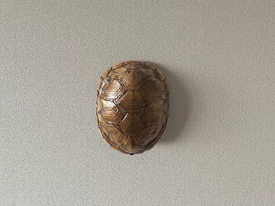 Reptile Turtle With Brown Shell On Gray Background 3d model