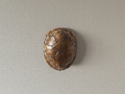 turtle shell animal turtle 3d model