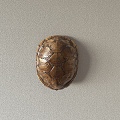 turtle shell animal turtle 3d model