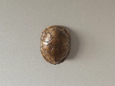 Reptile Turtle With Brown Shell On Gray Background 3d model Reptile Turtle With Brown Shell On Gray Background 3d model