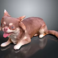 Cute Brown Chihuahua Lying on Black Surface with Tongue Out and Playful Expression