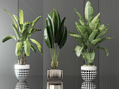 Large Leafy Potted Green Plants In Stylish Patterned And Square Planters For Modern Indoor Decor 3d model