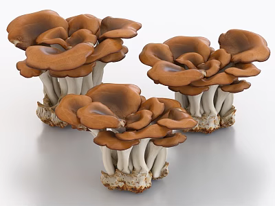 Fresh Brown Clustered Oyster Mushrooms As Nutritious Healthy Vegetable Choice 3d model