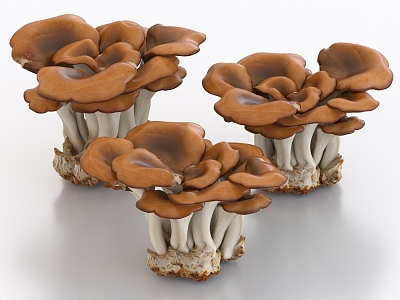 Maitake Mushroom Vegetable Food 3d model