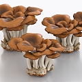 Maitake Maitake Maitake Maitake Mushroom Vegetable Food 3d model