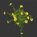 Vibrant Plant Featuring Lush Green Leaves And Several Bright Yellow Flowers