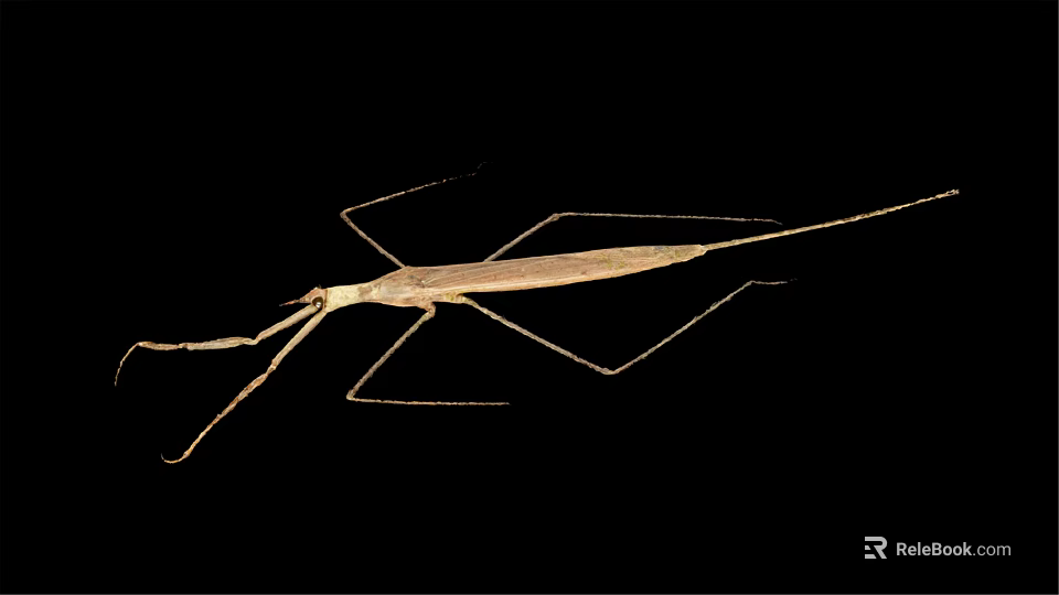 Light Brown Stick Insect With Slender Body And Long Legs On Black Background 3d model 