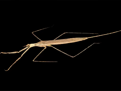 Light Brown Stick Insect With Slender Body And Long Legs On Black Background 3d model