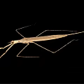 Light Brown Stick Insect With Slender Body And Long Legs On Black Background