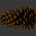 Close Up View Of Brown And Orange Pine Cone With Scaly Texture On Gray Background 3d model