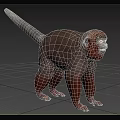 Monkey With Long Tail In Outdoor Field 3d model