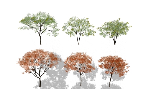 Modern Tree Red Leaf Maple Tree 3d model